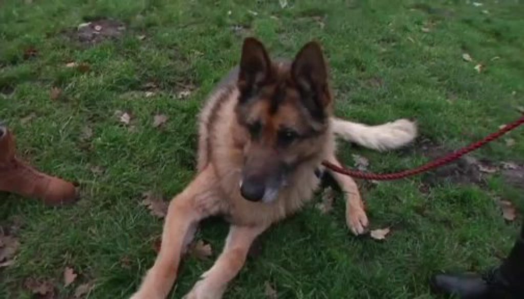 Die ev1.tv Tierzeit Dezember 2015 ems TV