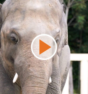 Stimme Fur Die Sprachlosen Ems Tv